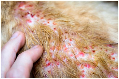 Лечение аллергического дерматита у собак