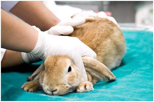 Лечение кроликов от блох