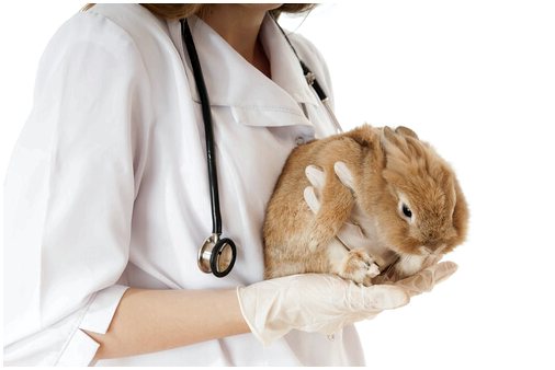Лечение кроликов от блох