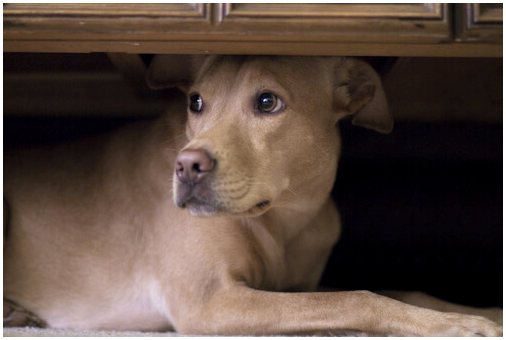 Одышка и тремор у собак: причины и лечение