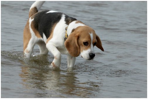 Опасна ли морская вода для собак?