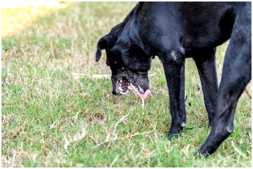 Отравление свинцом у собак: что делать?