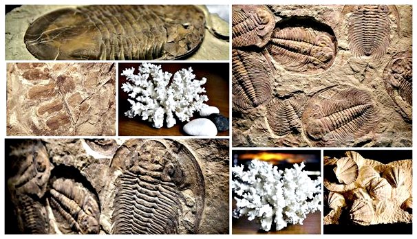 Палеонтология: детективный взгляд в прошлое