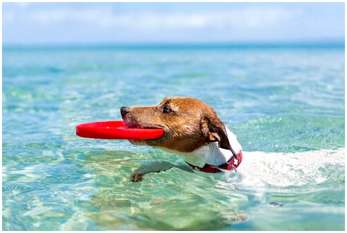 Пляжи и бассейны: безопасность вашей собаки