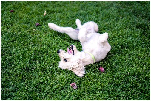 Почему собаки любят кататься по траве?
