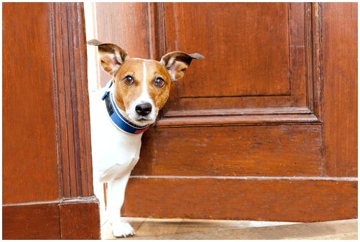 Почему собаки видят невидимые двери?