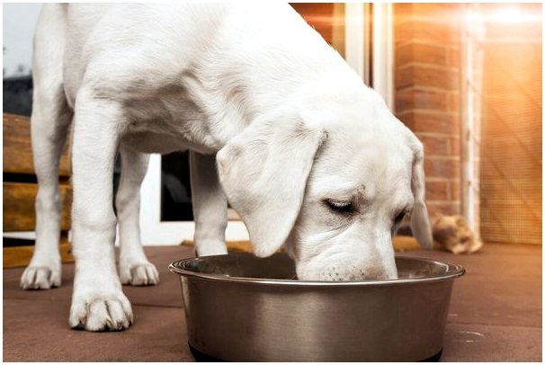 Полезно ли льняное масло для собак?