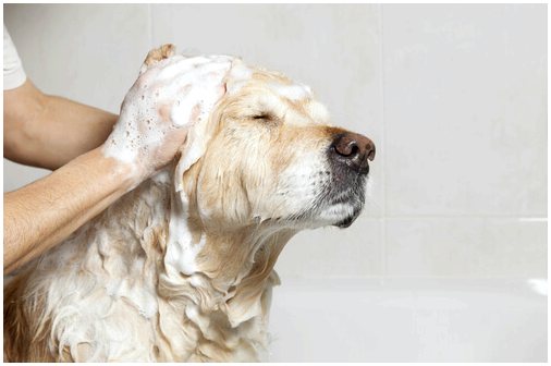 Преимущества орального лечения блох для собак