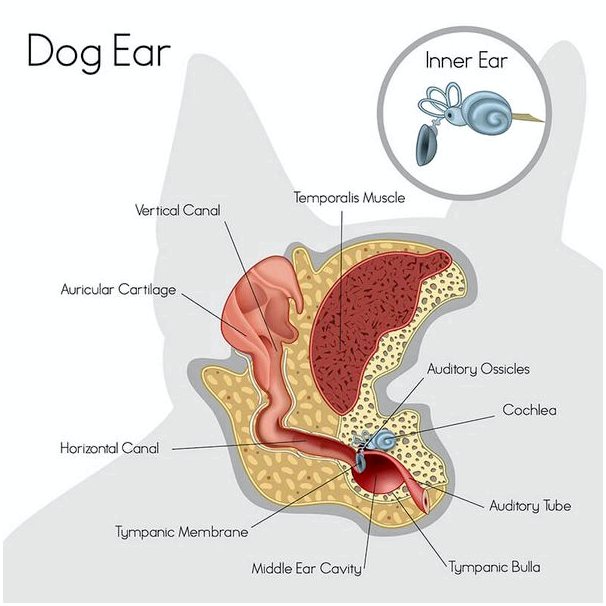 Вы знали, что щенки рождаются глухими?