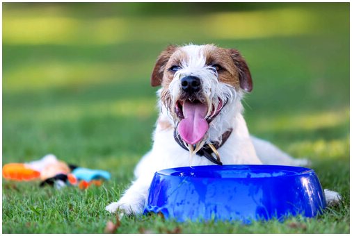 Причины, по которым собака чрезмерно пьет воду