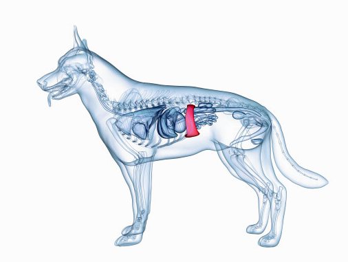 Проблемы с селезенкой у собак