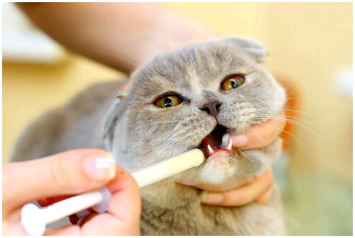 Рекомендуемые продукты для кошки, больной раком