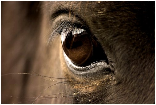 Сочувствие у лошадей: могут ли они интерпретировать эмоции других животных?