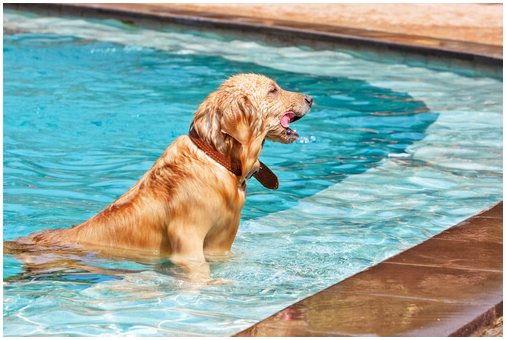 Советы по покупке бассейна для собак