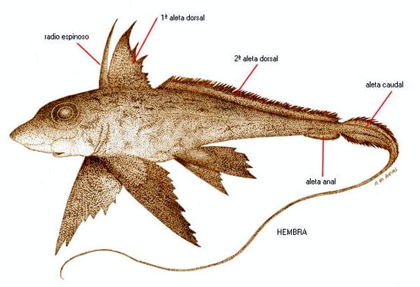 Странная рыба: Химера глубин