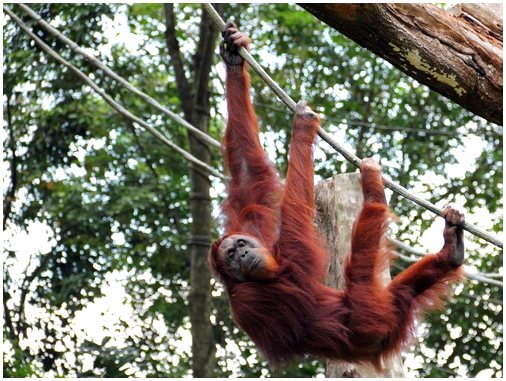 Суматранский орангутанг: физические характеристики
