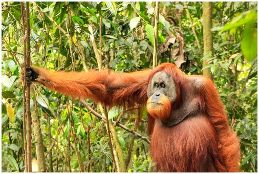 Суматранский орангутанг: физические характеристики
