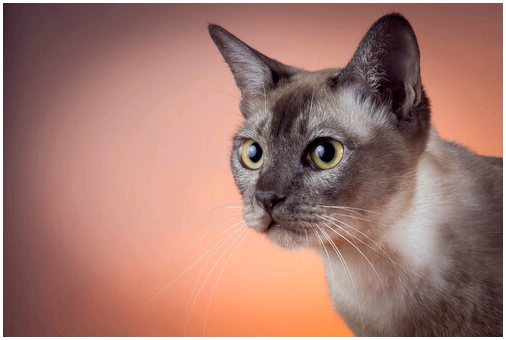 Тонкинский кот, характеристики и уход