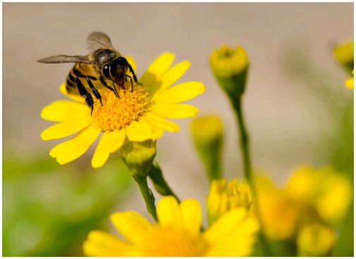 Все, что вам нужно знать о пчелах и их меде