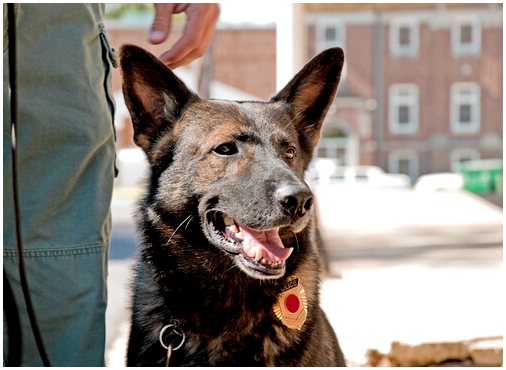 Жизнь полицейских собак: дрессировка и пенсия