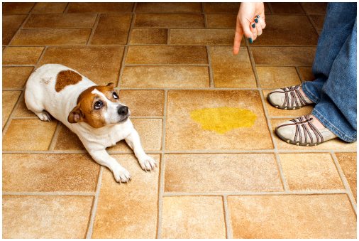 Советы по предотвращению мочеиспускания собаки в помещении
