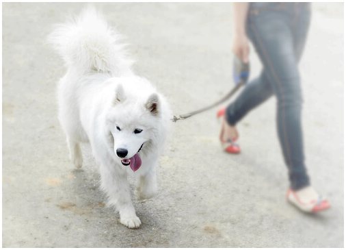 10 советов, как улучшить прогулки с собакой