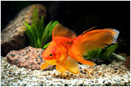 Золотая рыбка: характеристика, рацион и уход