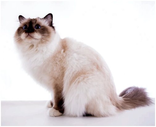10 пород кошек с длинной шерстью