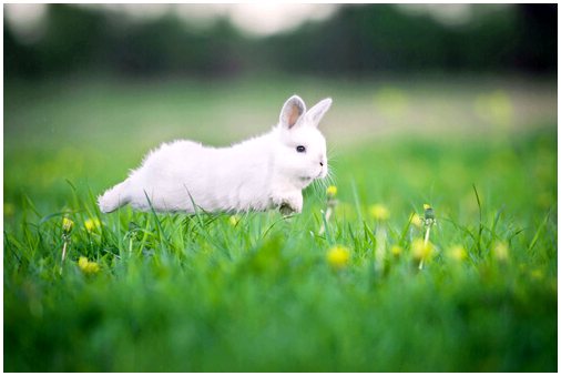 4 совета, как кролику жить дольше