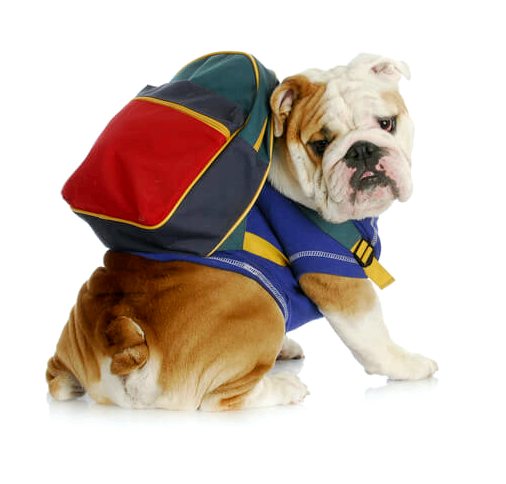 4 совета по выбору лучшего рюкзака для собак