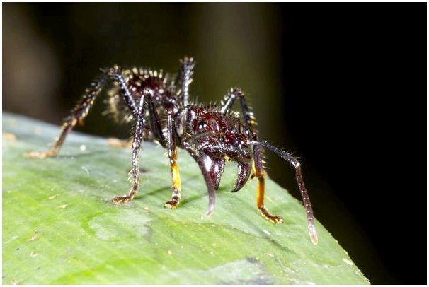 5 диковинок муравьев-солдат