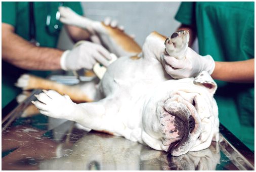Анестезия у домашних животных: когда использовать?