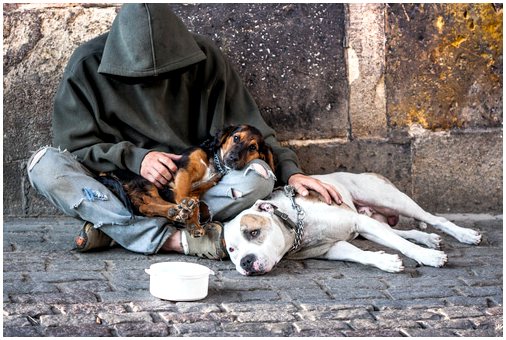 Бездомные и собаки: питомец, спасающий жизни