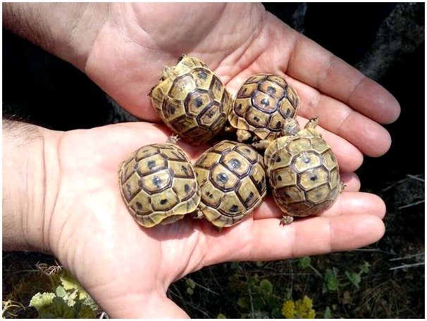 Черепахи Испании