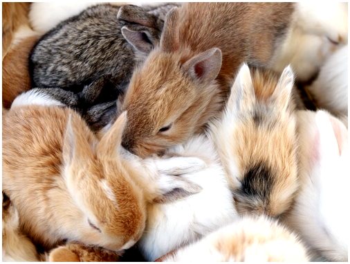 Что такое нервная беременность у кроликов?