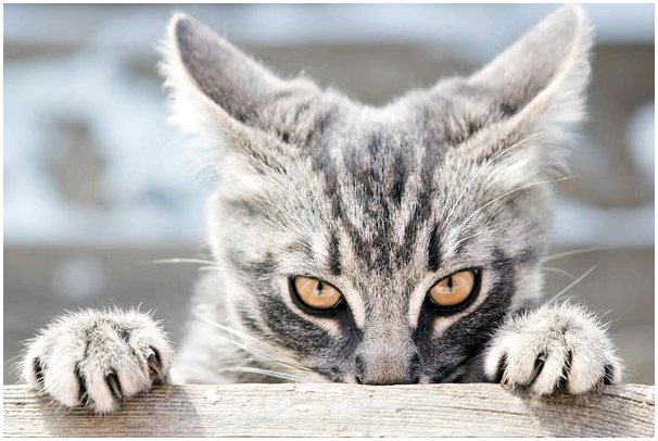 Что такое перенаправленная агрессивность у кошек?