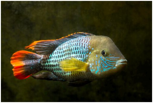 Цихлиды: рыбы тоже проявляют интеллект