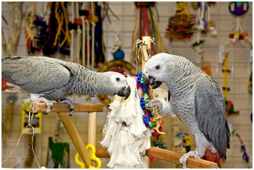 Как снизить стресс домашнего попугая?