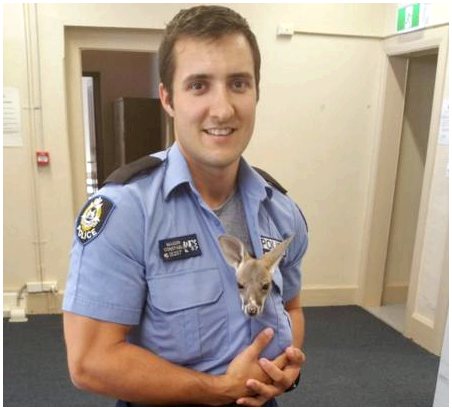 Детеныша кенгуру усыновили в полицейском участке Австралии