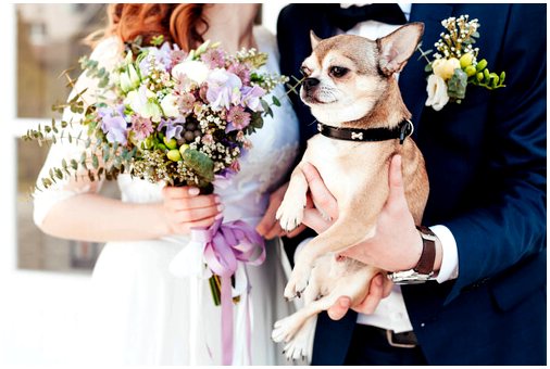 Домашние животные на свадьбе: да или нет?