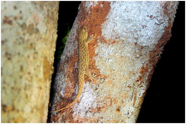 Геккон (Geckolepis maculata): уход в неволе