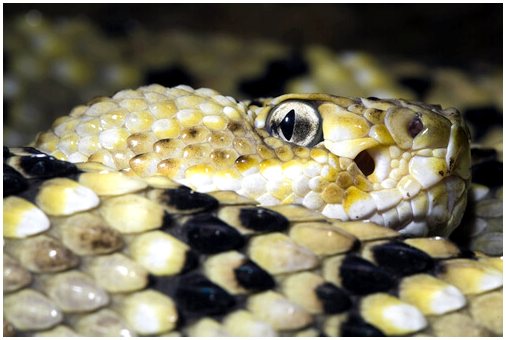 Гремучие змеи используют чешую для хранения воды?