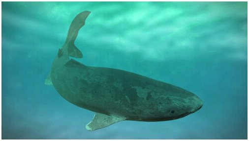 Гренландская акула: старейшая в мире