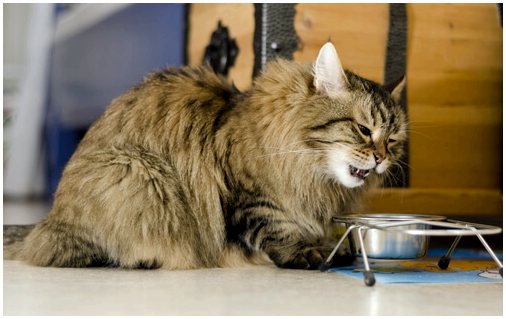 Узнайте, почему ваша кошка потеряла аппетит