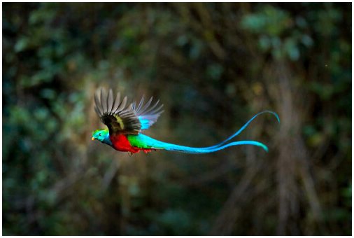 Кетцаль: красивая загадочная птица