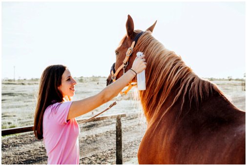 Лечение чесотки у лошадей и уход за ней