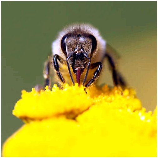 7 любопытных фактов о пчелах