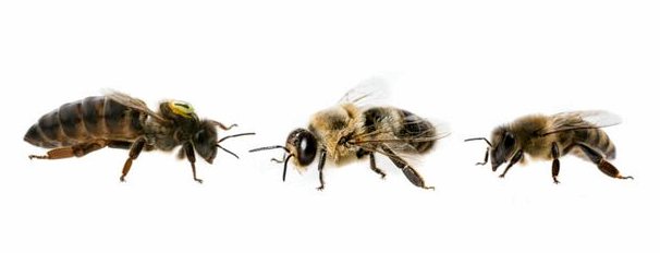 Любопытство о пчелиной матке