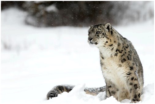 Снежный барс: характеристики, поведение и среда обитания