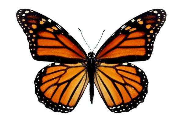 Миграция бабочки монарх